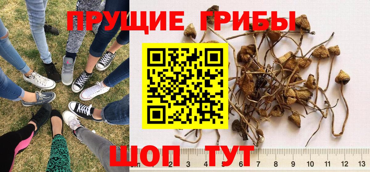 Псилоцибиновые грибы Psilocybine cubensis Уфа